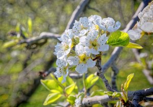 Blühende Apfelbäume einer Obstplantage in Gelfingen und Schloss Heidegg in der paradiesischen Blütezeit.