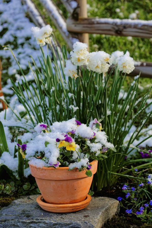Wintereinbruch mitten im Frühling: Ein paar Tage zuvor noch sommerliche Temperaturen, dann am Wochenende Frost und Schneefall. Impressionen aus unserem verschneiten Garten.
